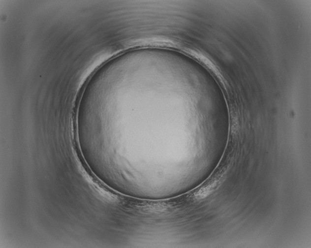 X0000068310999200605051526