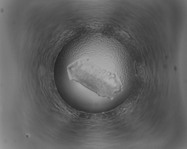 X0000068311009200605051525