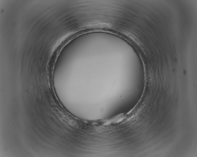 X0000068311022200605051525