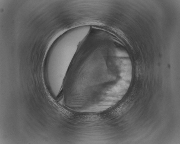 X0000068311024200605051525