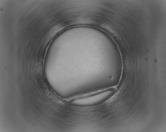 X0000068311025200605051525