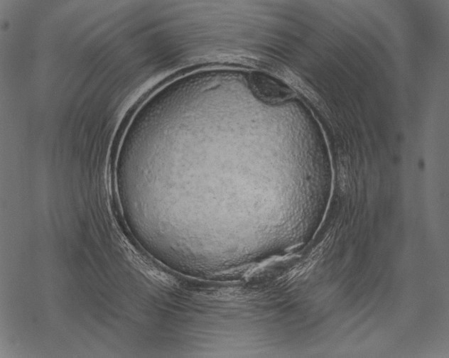 X0000068311028200605051525