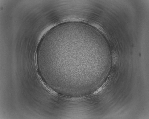 X0000068311030200605051525