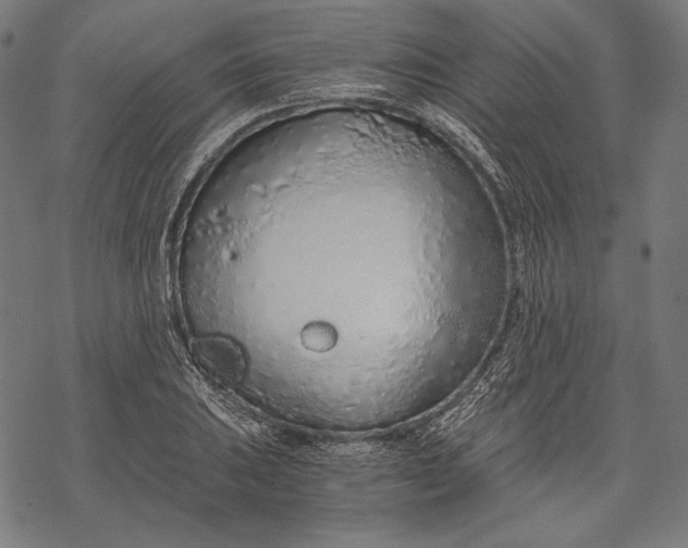 X0000068311031200605051525