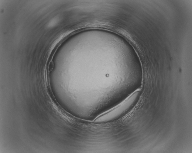 X0000068311032200605051525