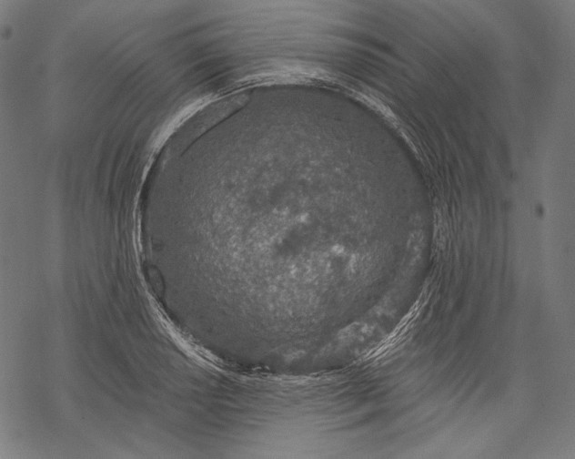 X0000068311034200605051525