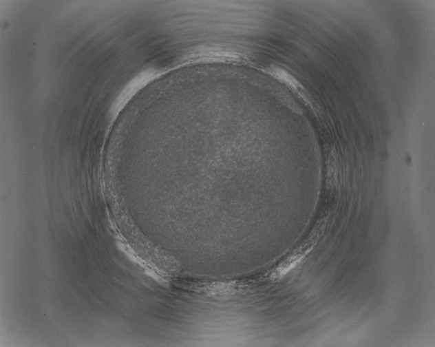 X0000068311038200605051525