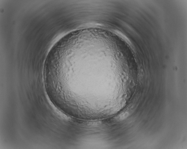 X0000068311055200605051526