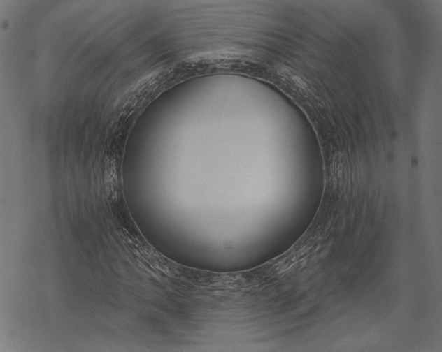 X0000068311062200605051525