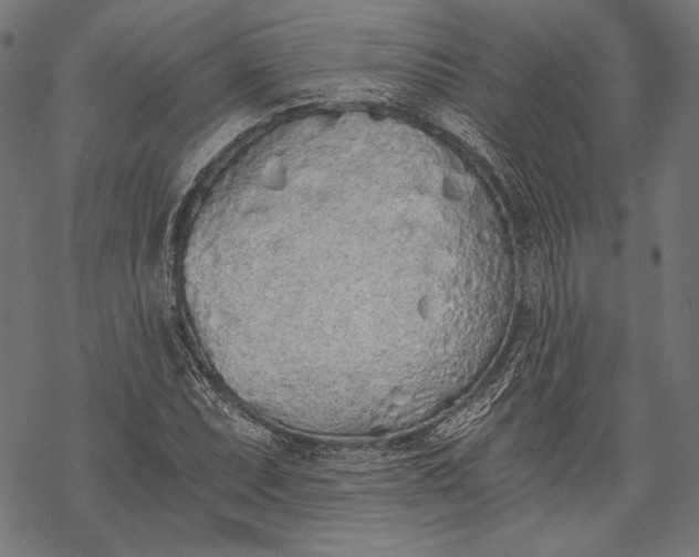 X0000068311071200605051525