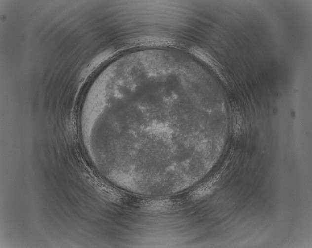 X0000068311074200605051525