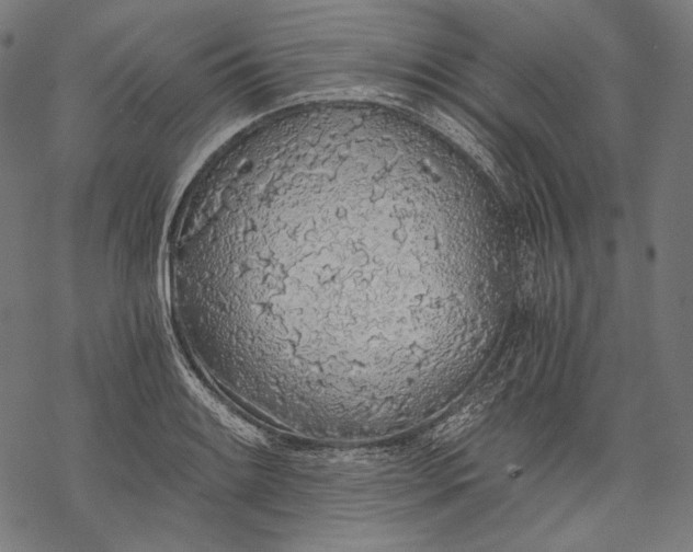 X0000068311084200605051525