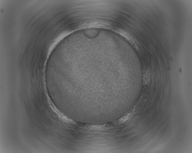 X0000068311086200605051525