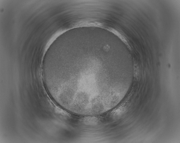 X0000068311094200605051524