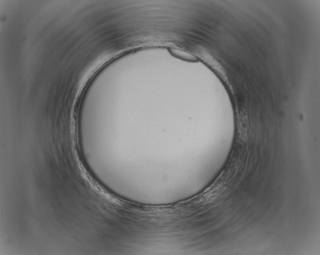 X0000068311096200605051524