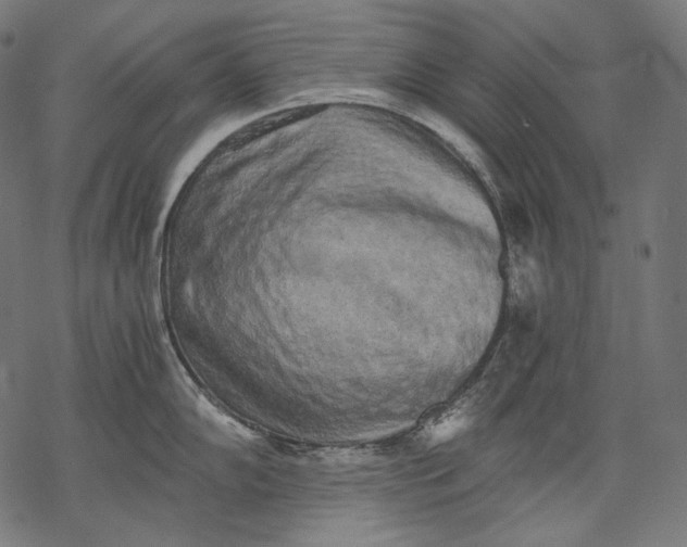 X0000068311102200605051524