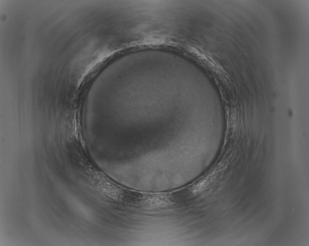 X0000068311262200605051522