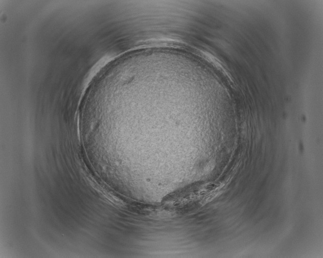 X0000068311275200605051521