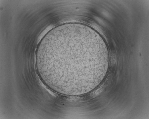 X0000068311290200605051521