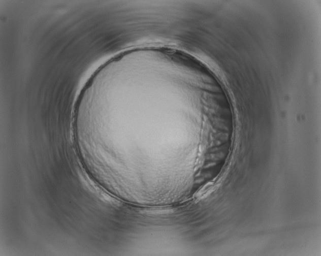 X0000068311296200605051521