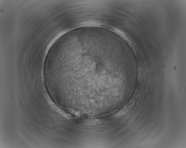 X0000068311331200605051521