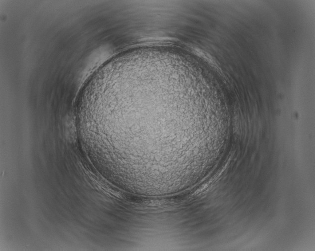 X0000068311362200605051520