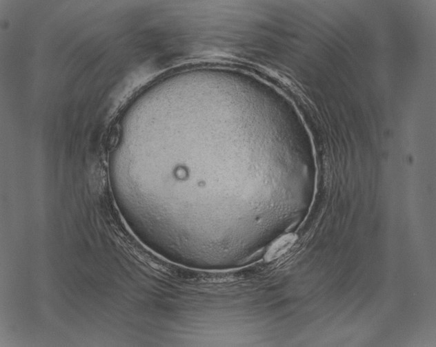 X0000068311363200605051520