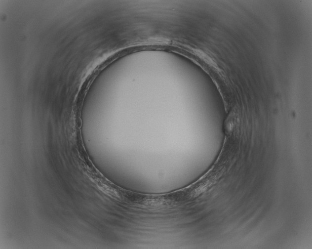 X0000068311364200605051520