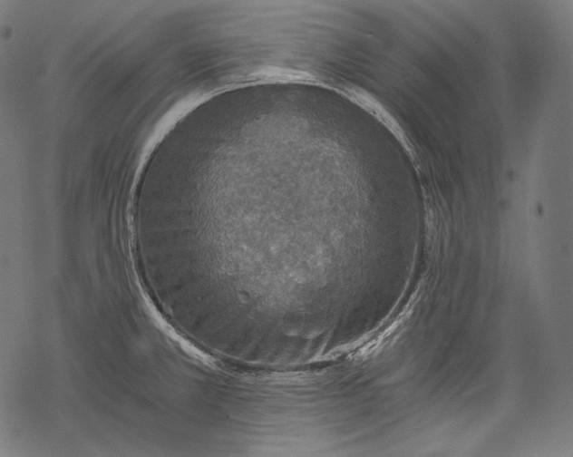 X0000068311381200605051520