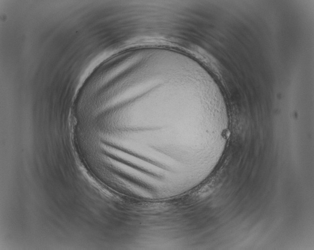 X0000068311382200605051520