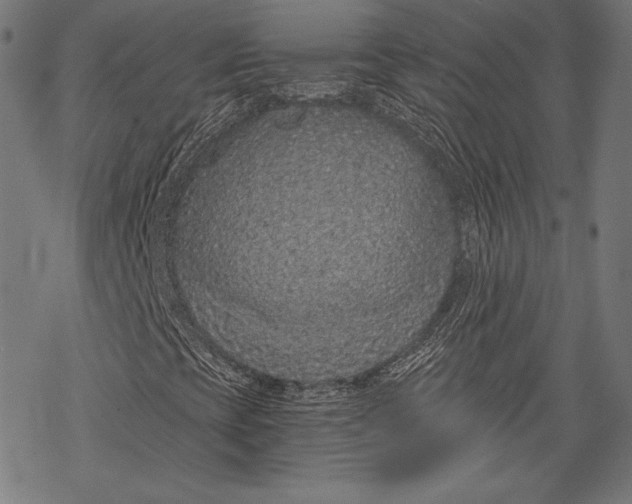 X0000068311393200605051519