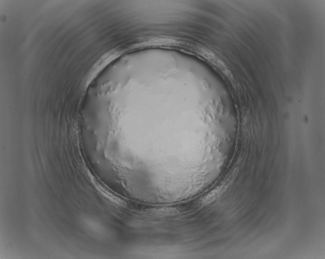 X0000068311425200605051519