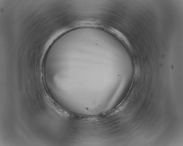 X0000068311435200605051519