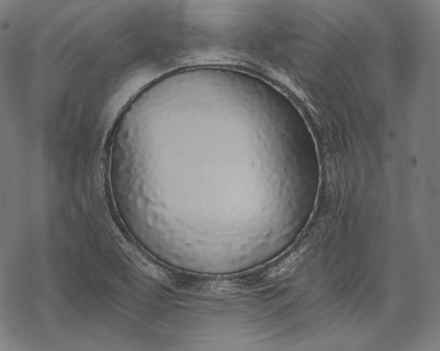 X0000068311463200605051518