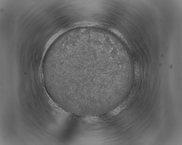 X0000068311466200605051518