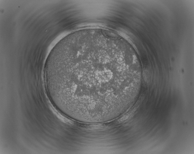 X0000068311482200605051518