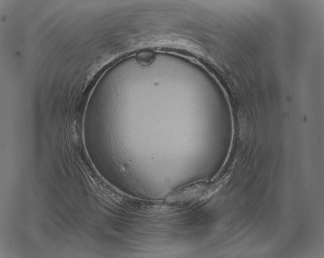 X0000068311497200605051517