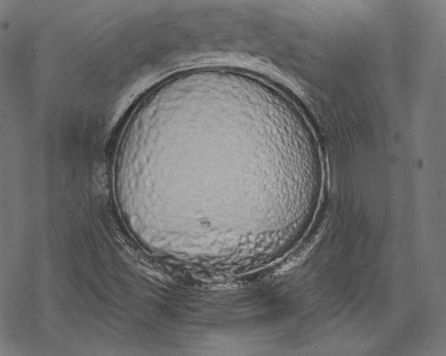 X0000068311501200605051517