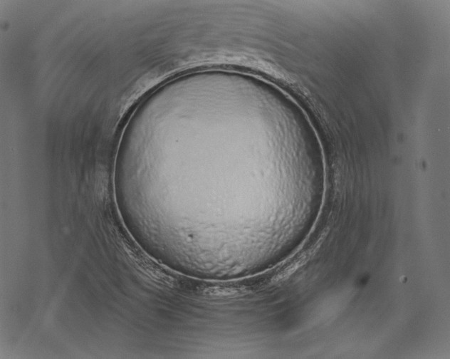 X0000068311505200605051517