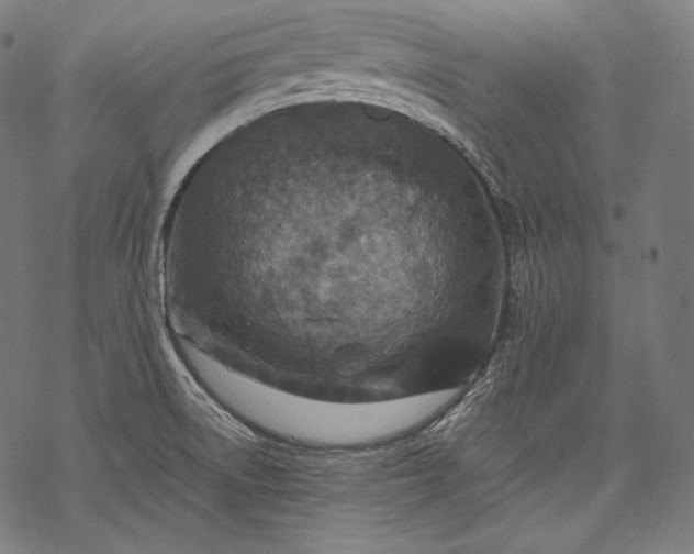 X0000068311522200605051518