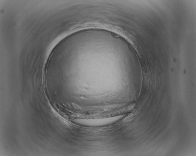 X0000068311527200605051518