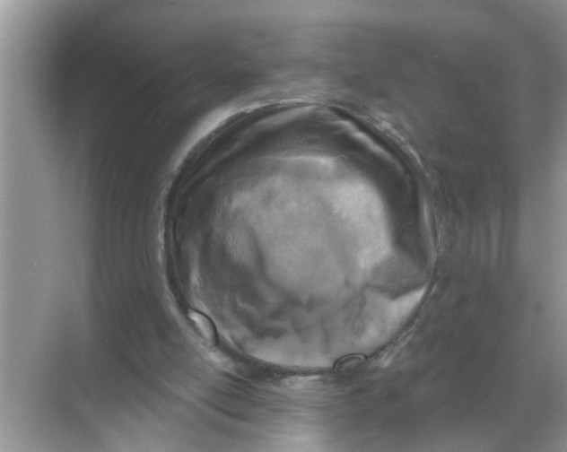 X0000068310054200605122040