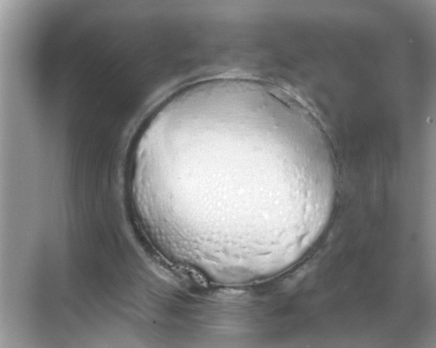 X0000068310055200605122040