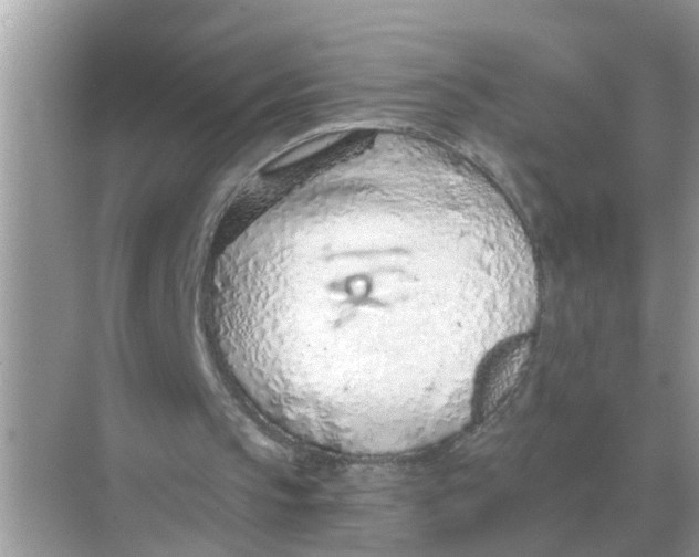 X0000068310145200605122039