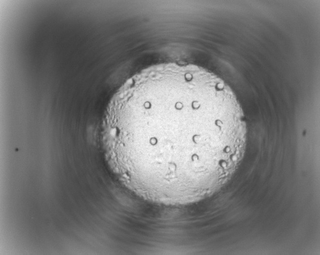 X0000068310177200605122039