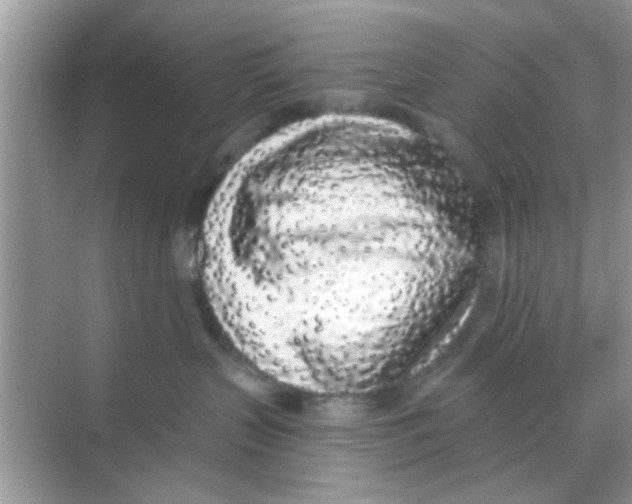 X0000068310383200605122036
