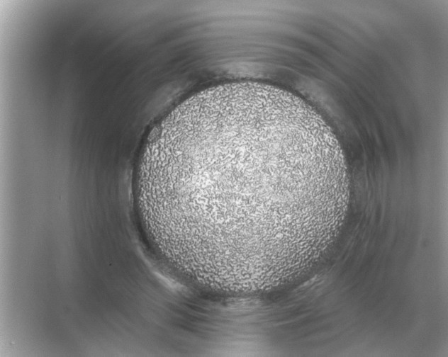 X0000068310398200605122035