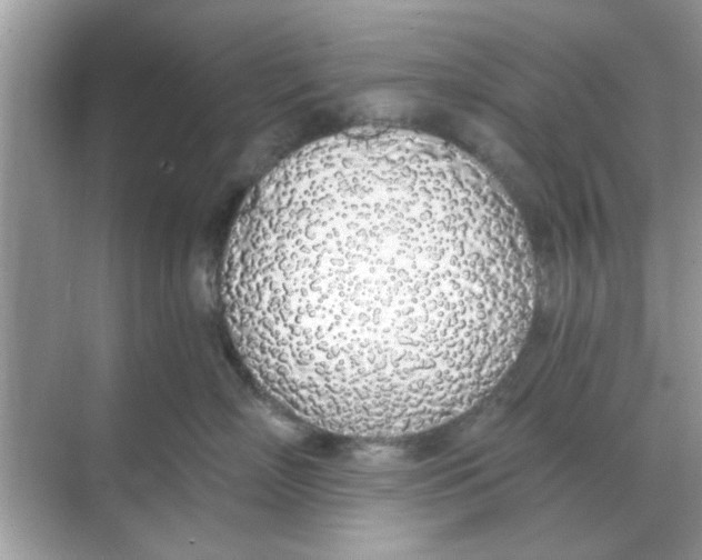 X0000068310718200605122030