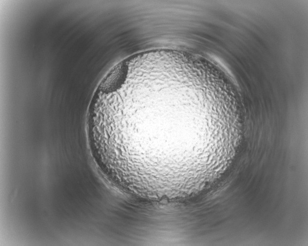 X0000068310899200605122027