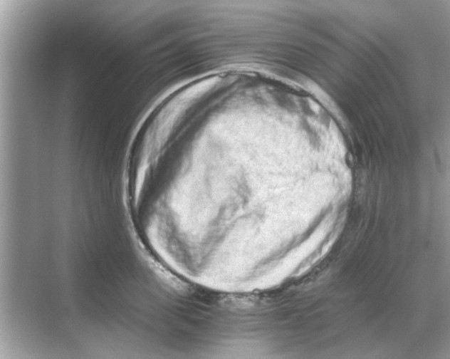 X0000068310955200605122026